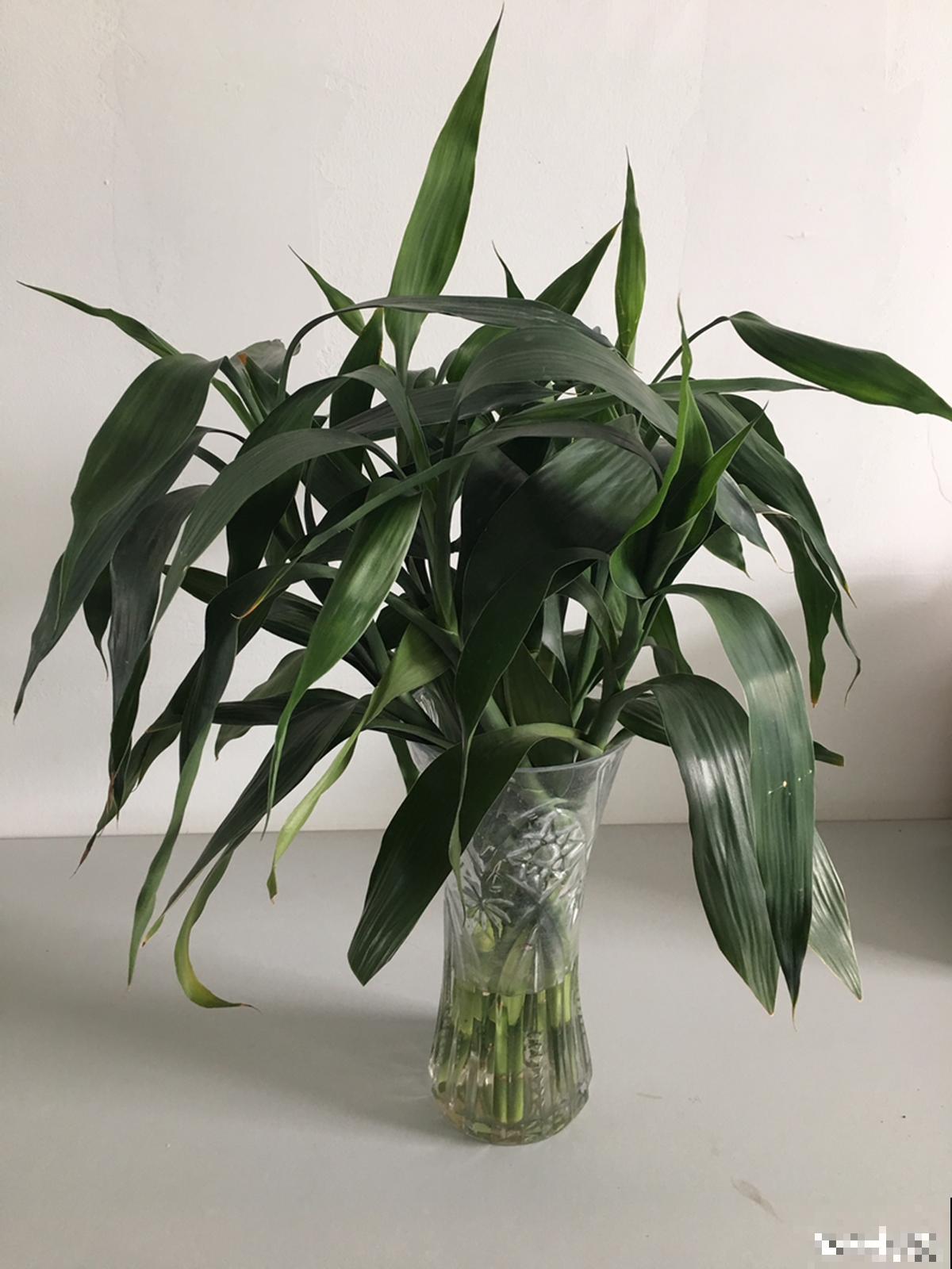 精致的农村院子，主要是种了这4种花，爬藤地栽木本都有