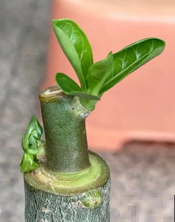 养了30年的玉树,扦插开出9色花,快来沾沾喜气 养了30年的玉树,扦插开出9色花,快来沾沾喜气