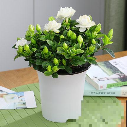 好看就能养活？5种好看但难养的花，小白难养活