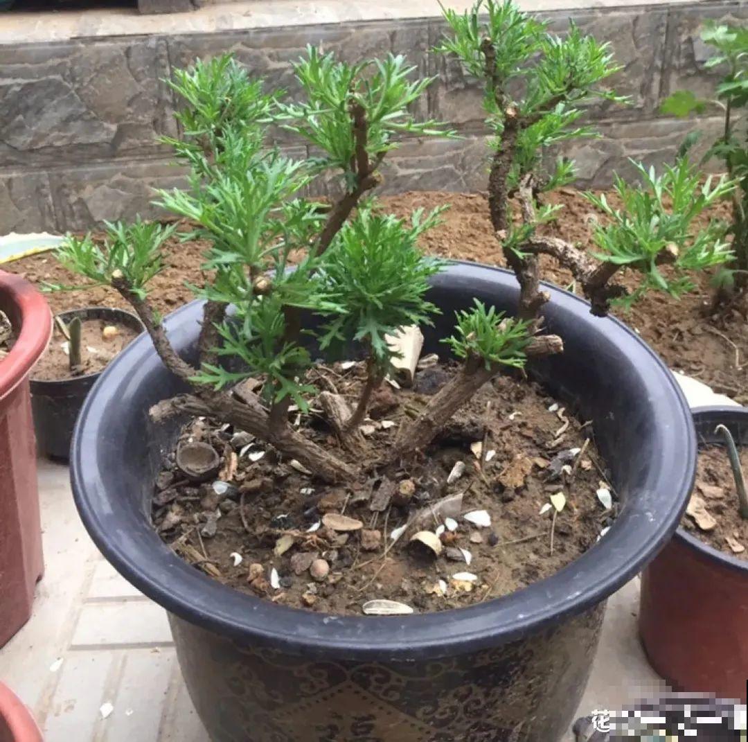 现在给花剪一刀,剪成一个“小平头”,呼呼冒芽爆盆 现在给花剪一刀,剪成一个“小平头”,呼呼冒芽爆盆