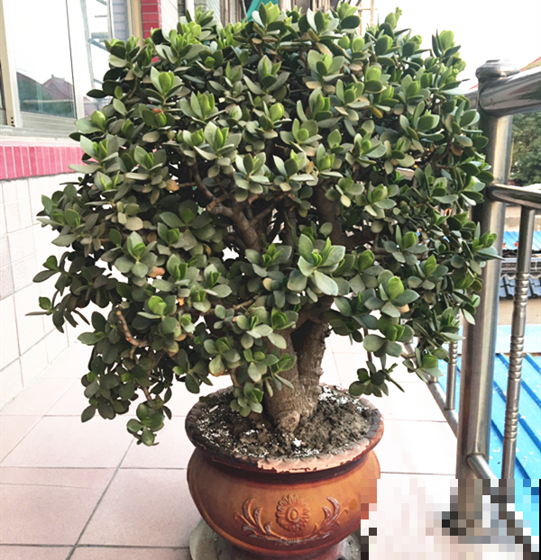 虎皮兰浅盆养，小芽嗖嗖冒，满盆都是新芽