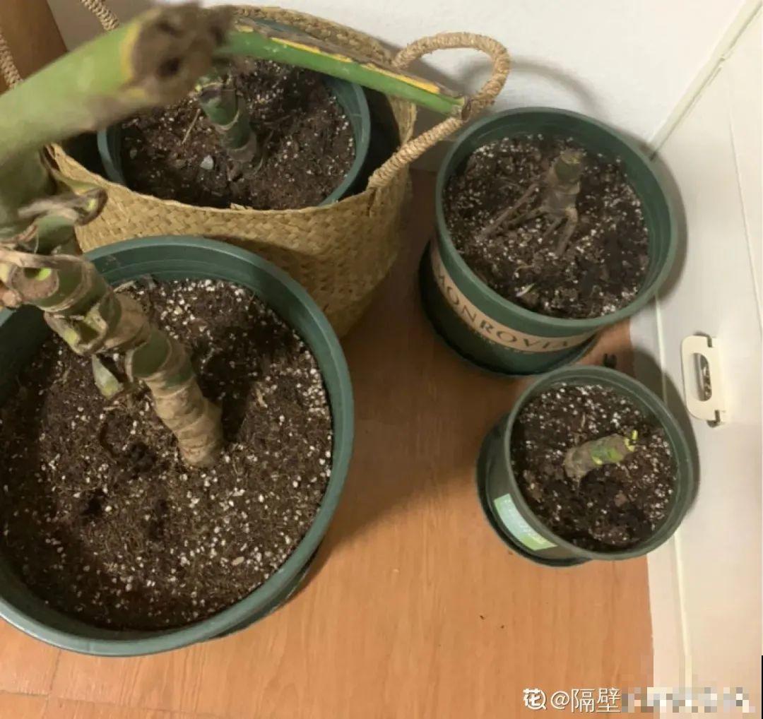 大叶子耐阴花，室内一定养，叶子比脸大，真凉快