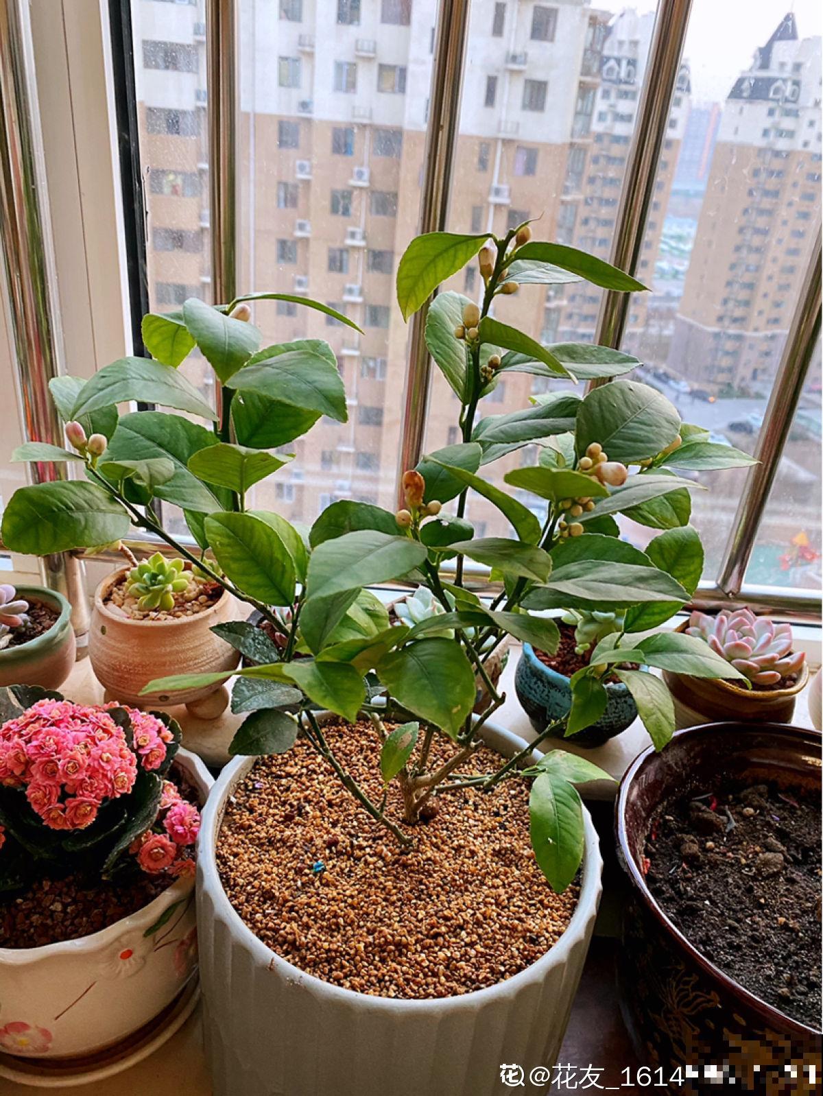 只需4步,在家收获柠檬,让邻居羡慕成“柠檬精” 只需4步,在家收获柠檬,让邻居羡慕成“柠檬精”