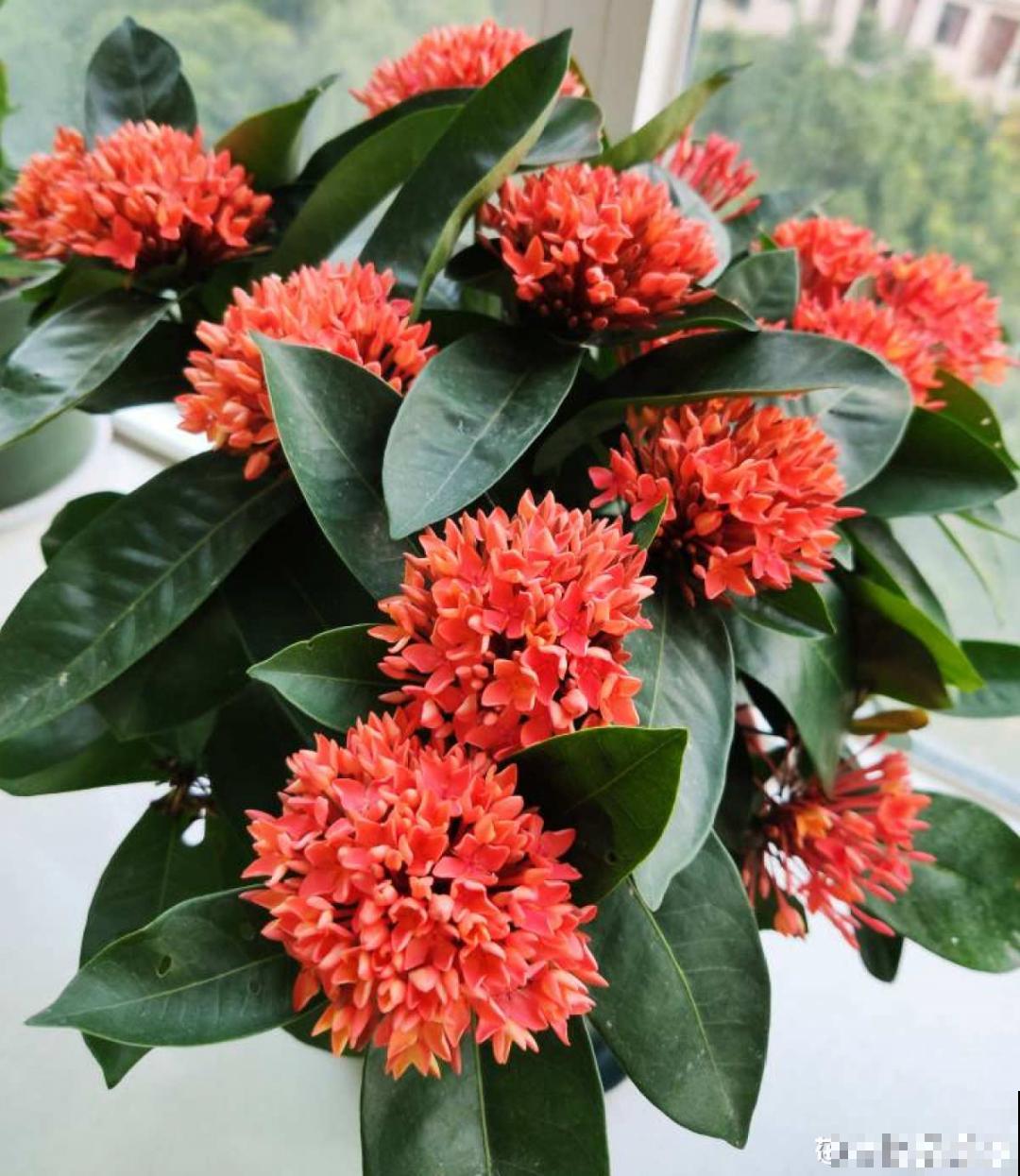 6种花，不怕太阳晒，太阳底下嗖嗖长个儿