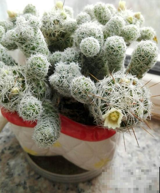 多肉长坏了别扔!剪一剪砍一砍,原地就能“满血复活” 多肉长坏了别扔!剪一剪砍一砍,原地就能“满血复活”