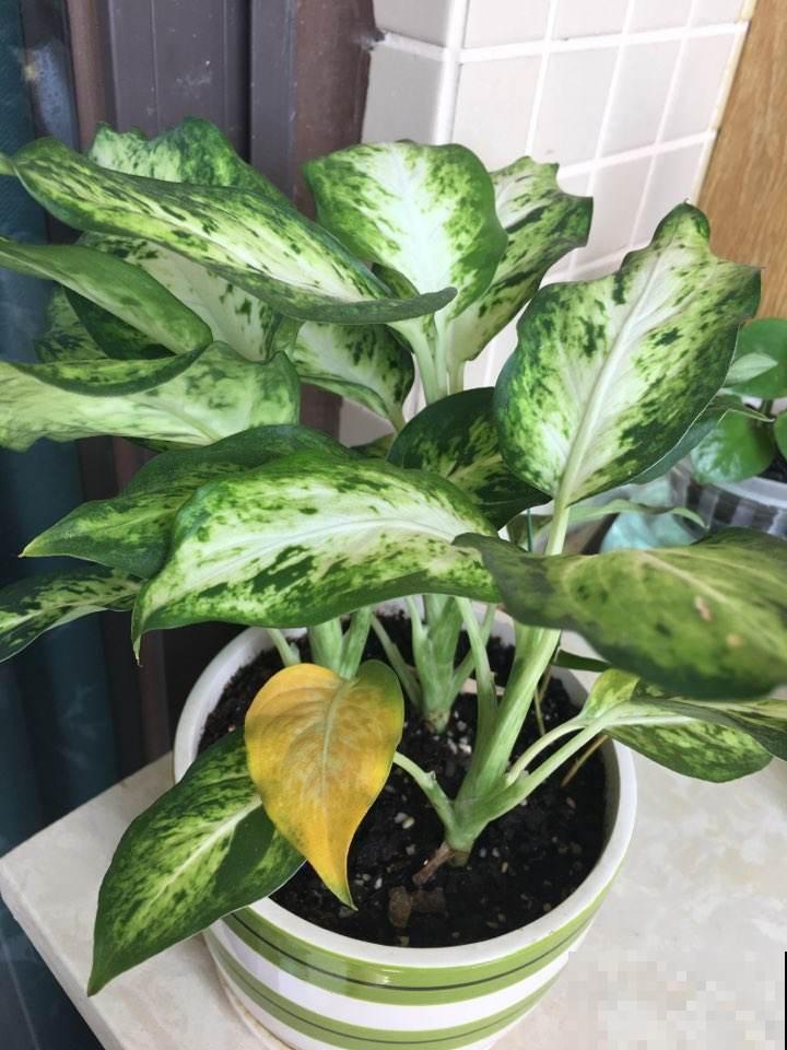 100种常见花,今天终于知道叫什么名了,建议收藏 100种常见花,今天终于知道叫什么名了,建议收藏