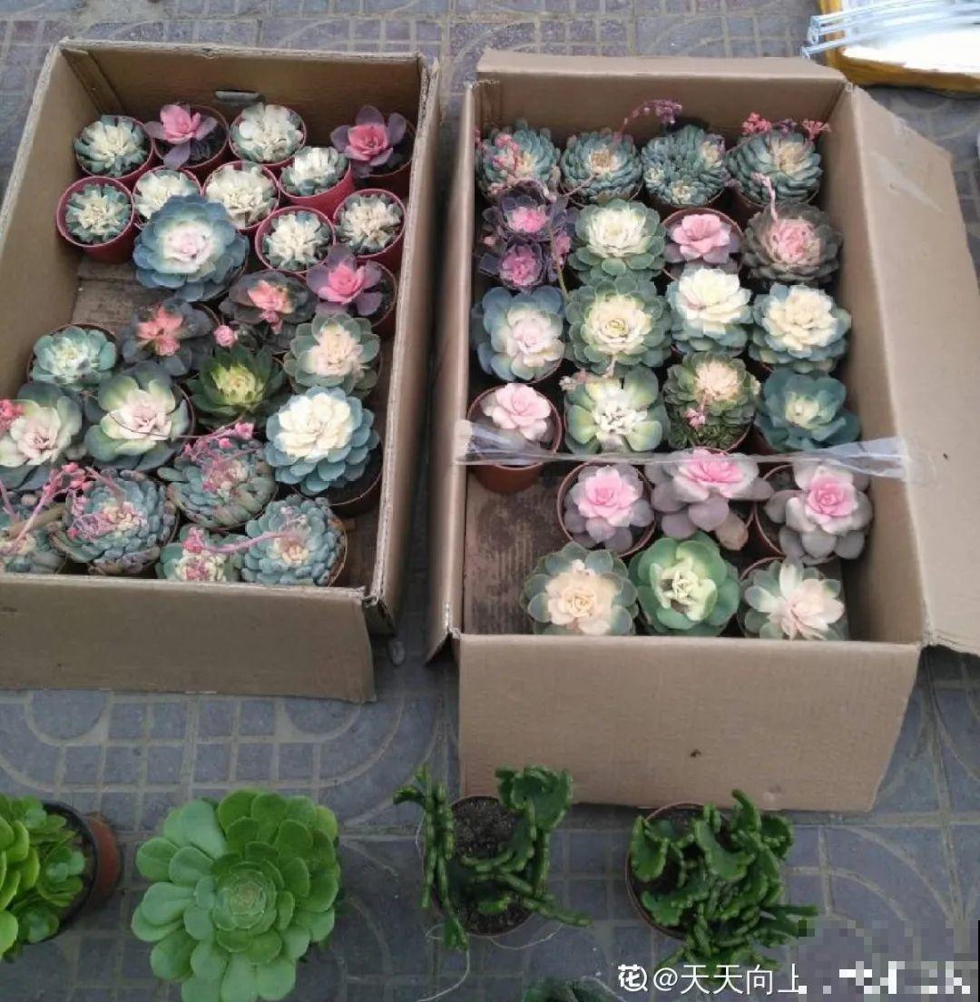 打了药的多肉，白送都别要，养不活惹一肚子气