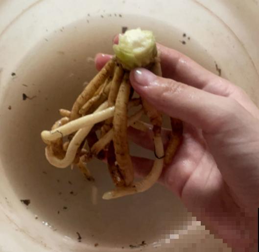 夏天少管君子兰！养护太周到，难怪挺不过夏天