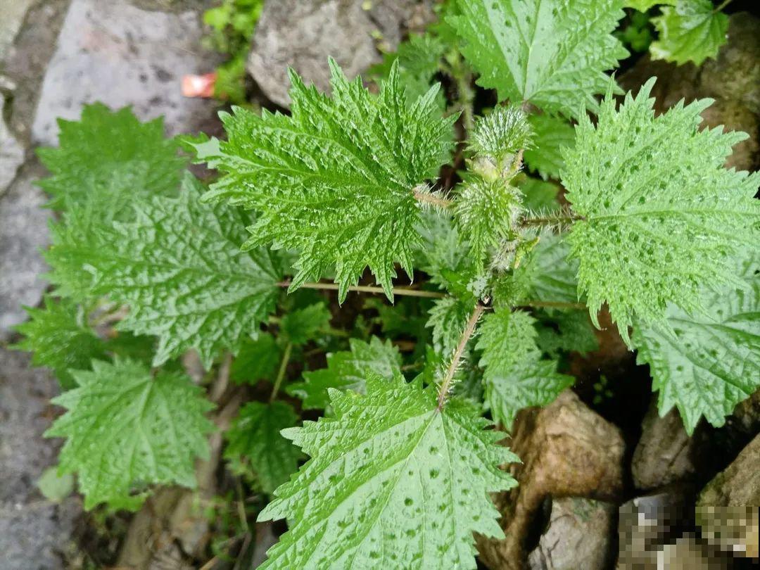 家门口长出这10种草,赶紧拔掉,不然会惹麻烦 家门口长出这10种草,赶紧拔掉,不然会惹麻烦