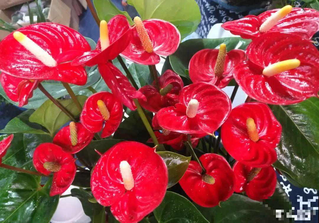 夏天养花，就怕乱浇水，千万不能积水