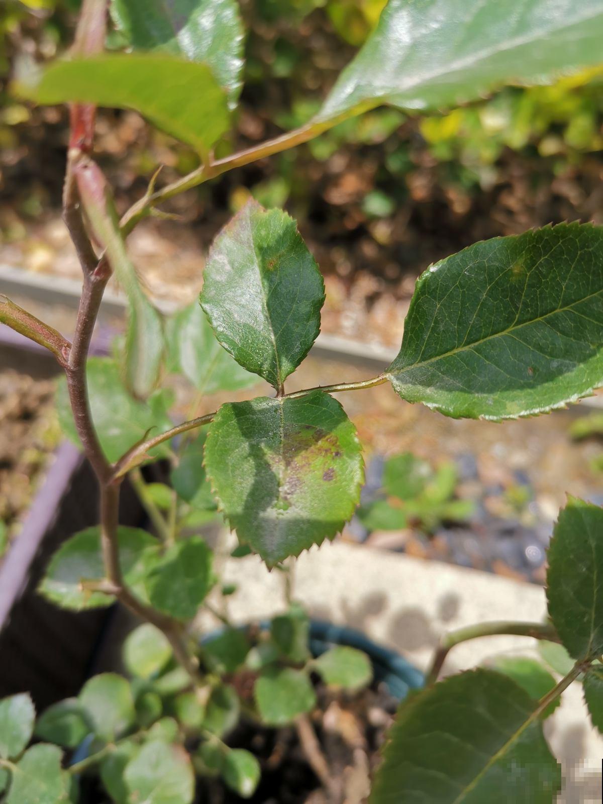 月季得了黑腐病，全株都枯萎，赶紧预防！