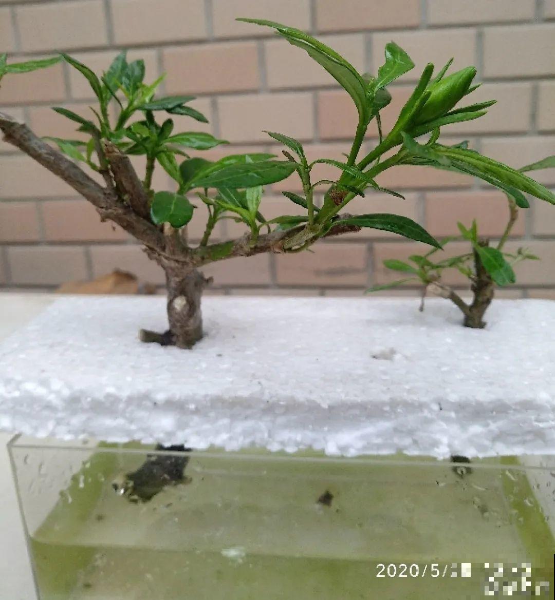 6月份扦插，选好合适的植物品种，沾土、泡水都能活