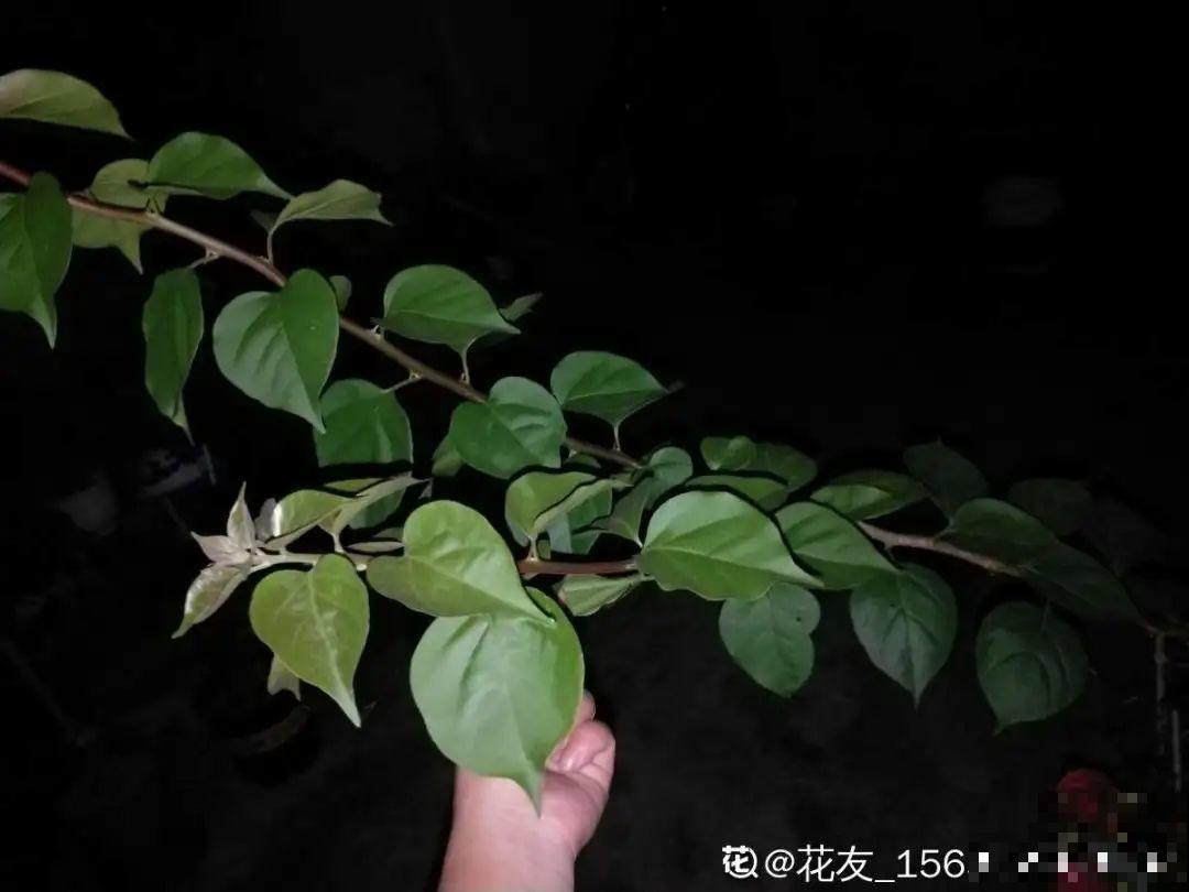 养护三角梅，注意3个养护要点，花期“超长待机”