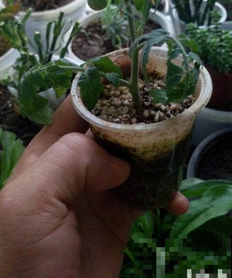 西红柿难清洗？自己养殖，多样清洗，安全又放心