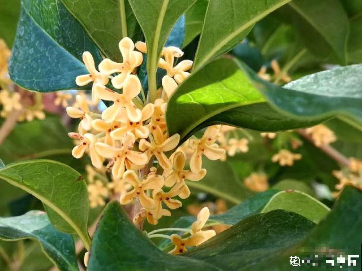 秋天院子里种棵桂花，“香飘十里”不为过，还能做成美味