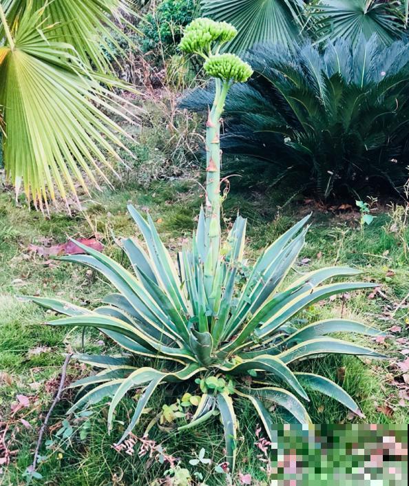 12生肖有专属幸运花,快来看看你的幸运花是哪种 12生肖有专属幸运花,快来看看你的幸运花是哪种