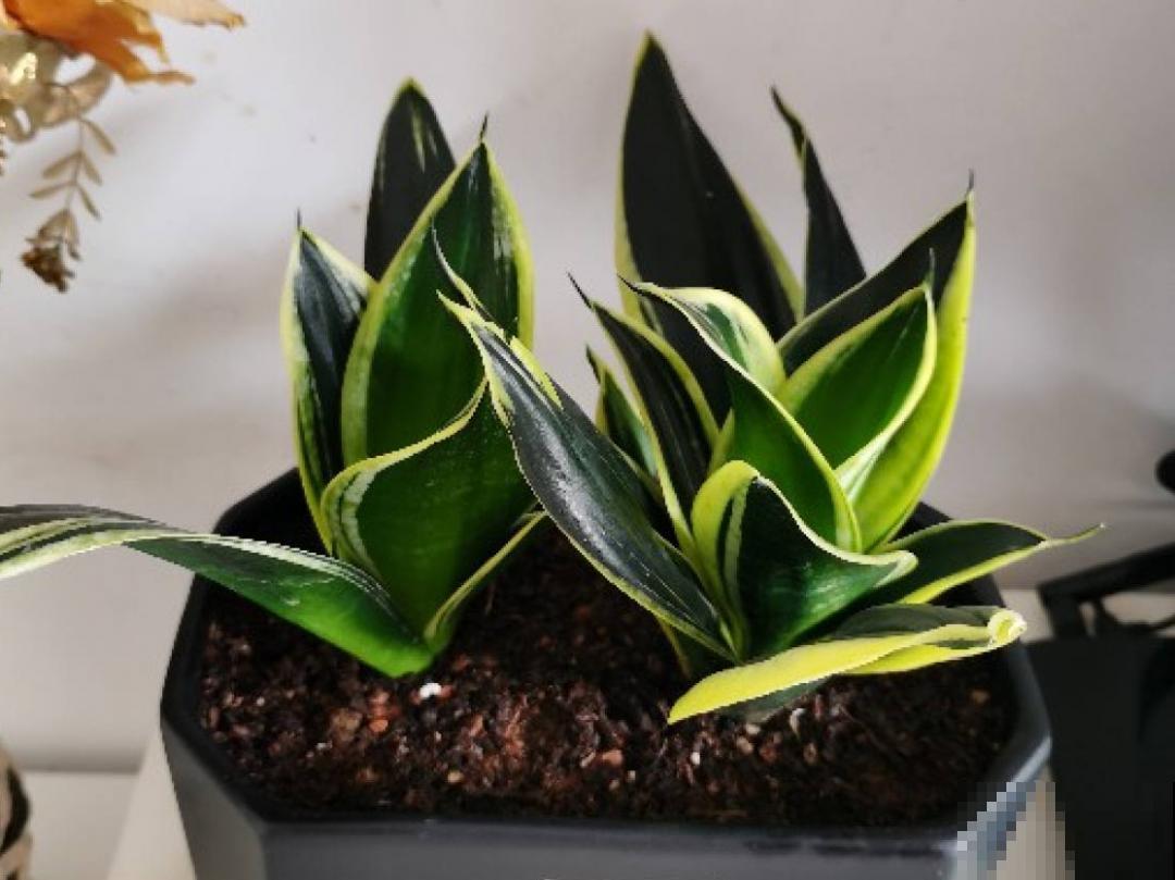 7种花，立秋后换盆，秋冬才能越养越好