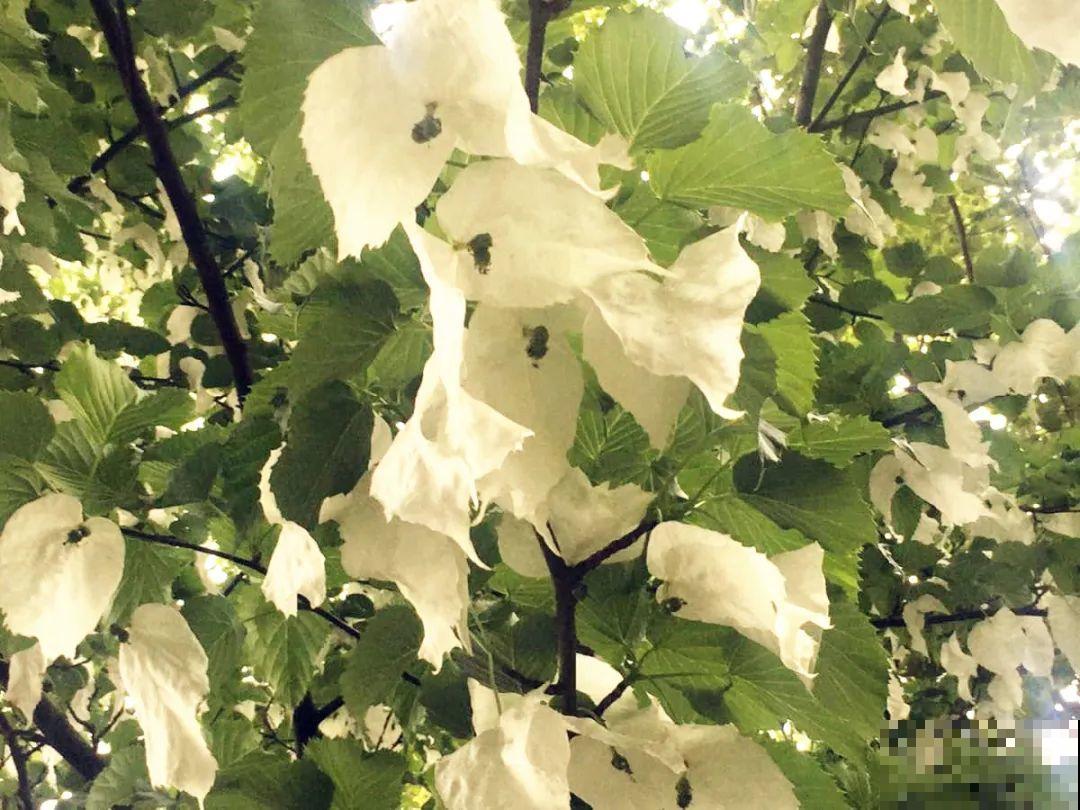 看到稀奇花，不认识的别去挖，可能会触犯法律