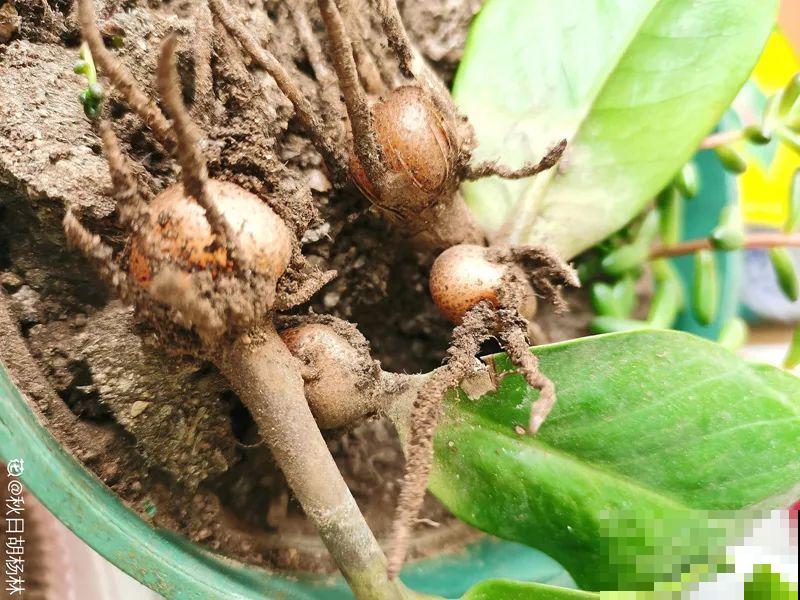 7种花，立秋后换盆，秋冬才能越养越好