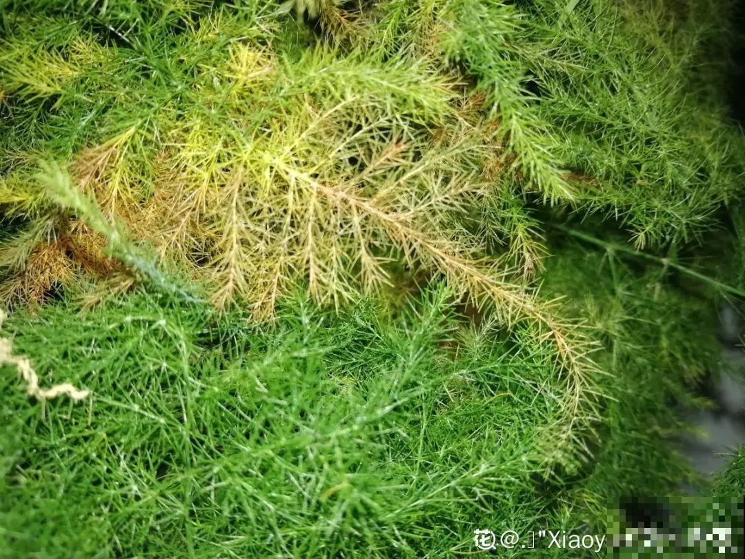 夏天养文竹，不能暴晒，不然叶子都黄了