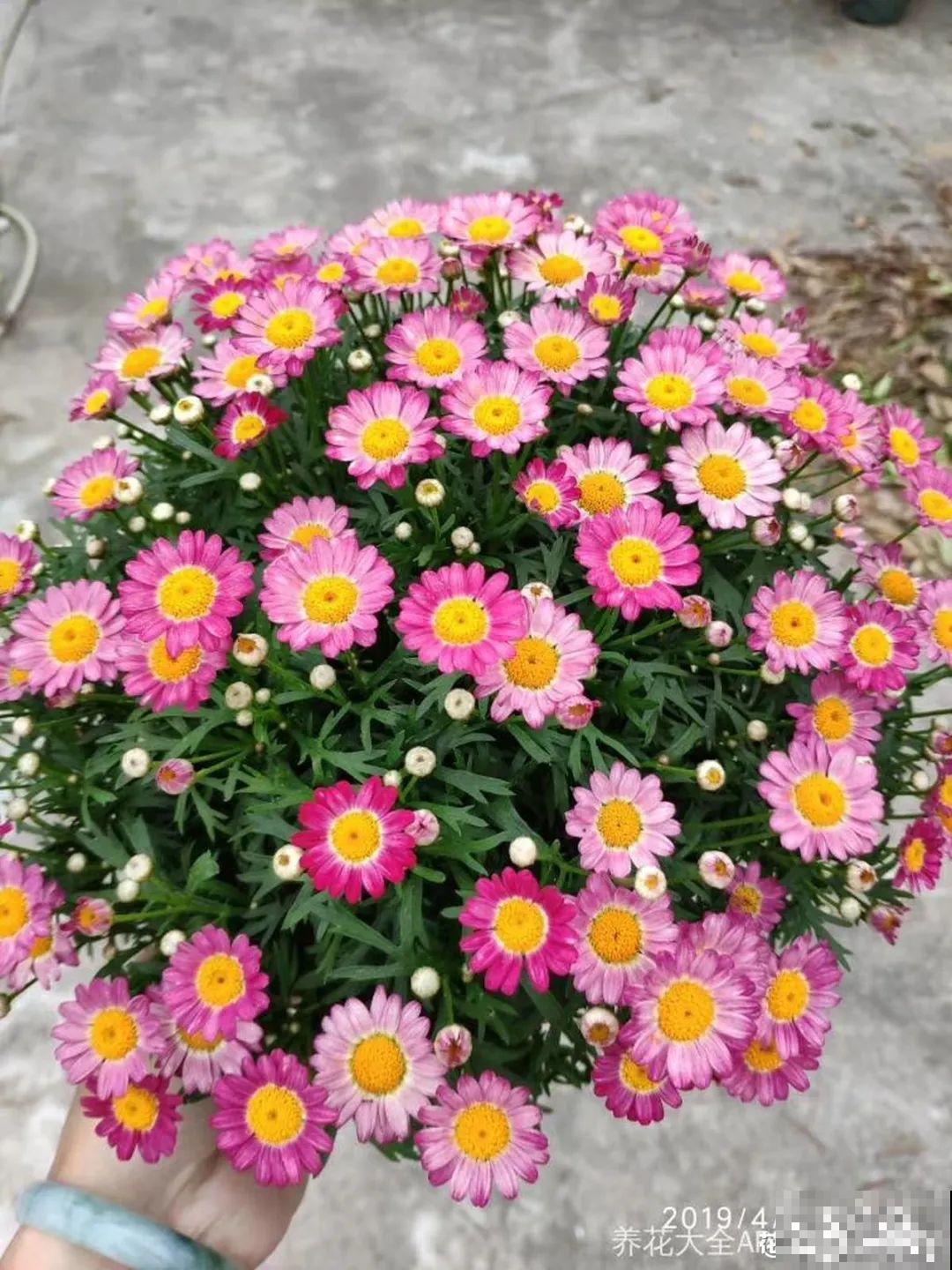 6种花夏天难养，贴土面砍一刀，新芽呼呼冒