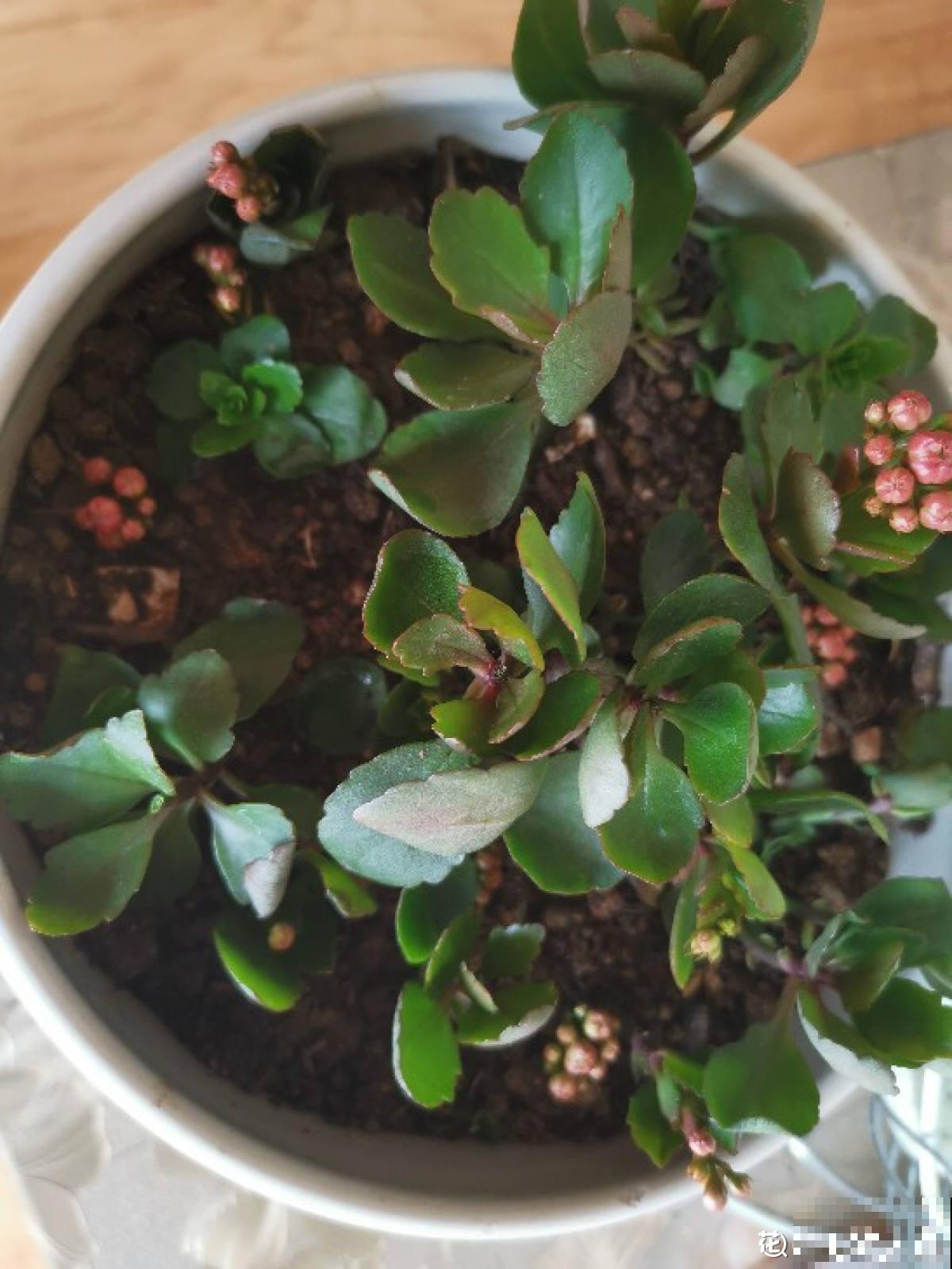 秋天给花换盆,要注意3要点,植物越长越壮 秋天给花换盆,要注意3要点,植物越长越壮