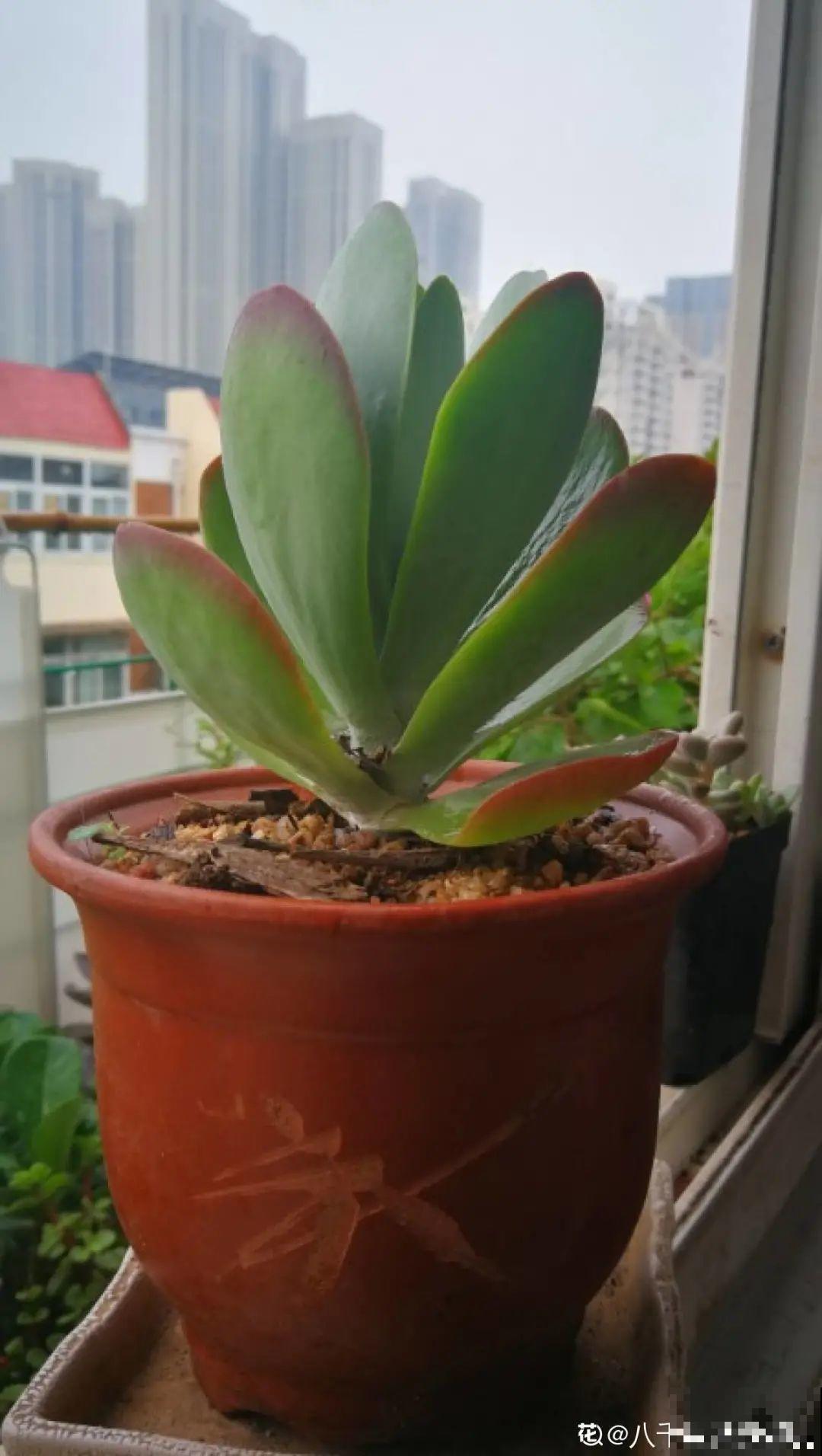 夏天看见气生根,赶紧剪下来,插土里就活 夏天看见气生根,赶紧剪下来,插土里就活