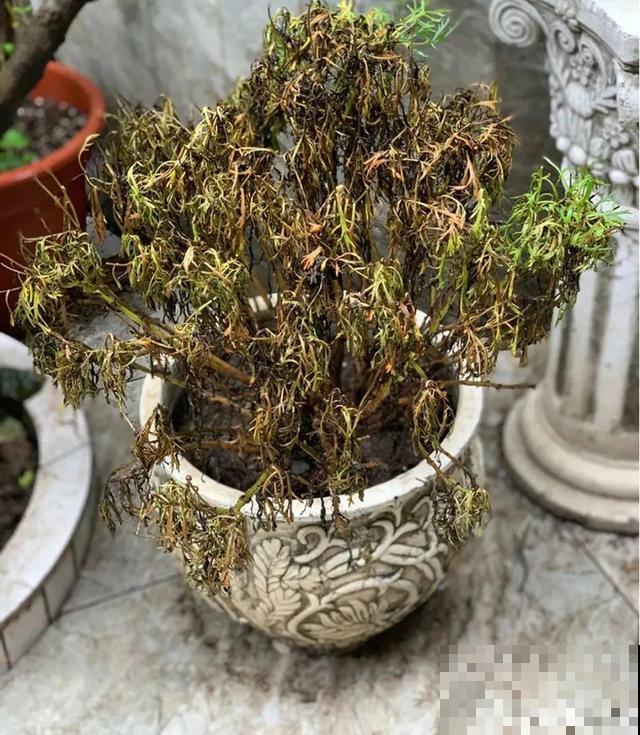 三伏天,8种花进入“鬼门关”,切莫大意 三伏天,8种花进入“鬼门关”,切莫大意