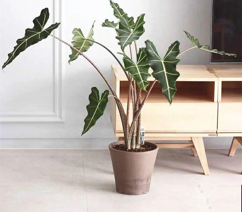 大叶子耐阴花，室内一定养，叶子比脸大，真凉快