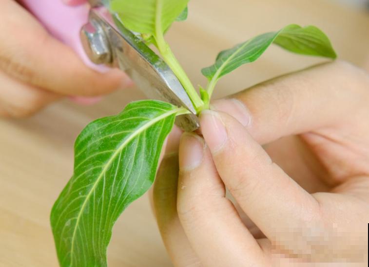 6月份赶紧扦插，学会方法，巧变扦插金手指