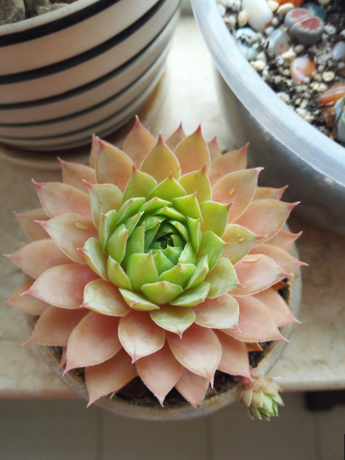 6种多肉，爱爆“小崽芽”，秋天养正合适