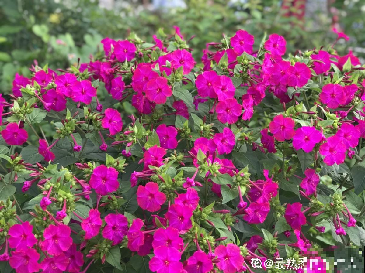 完美“蜕变”的4种花，名字太难听，开花美翻天