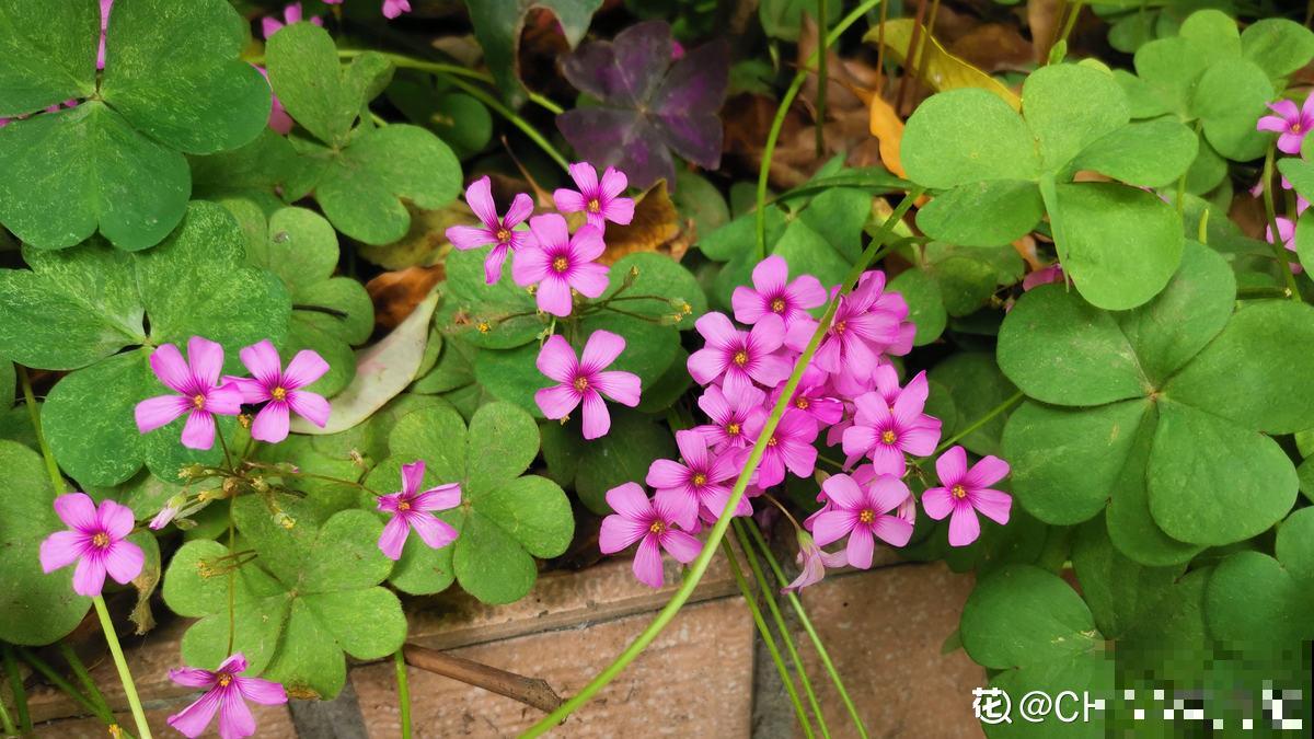 养花7年,居然找到了植物的“财富密码”,4种花“越养越赚钱” 养花7年,居然找到了植物的“财富密码”,4种花“越养越赚钱”
