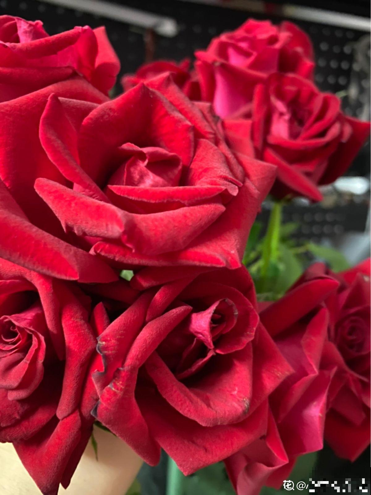 100种常见花,今天终于知道叫什么名了,建议收藏 100种常见花,今天终于知道叫什么名了,建议收藏