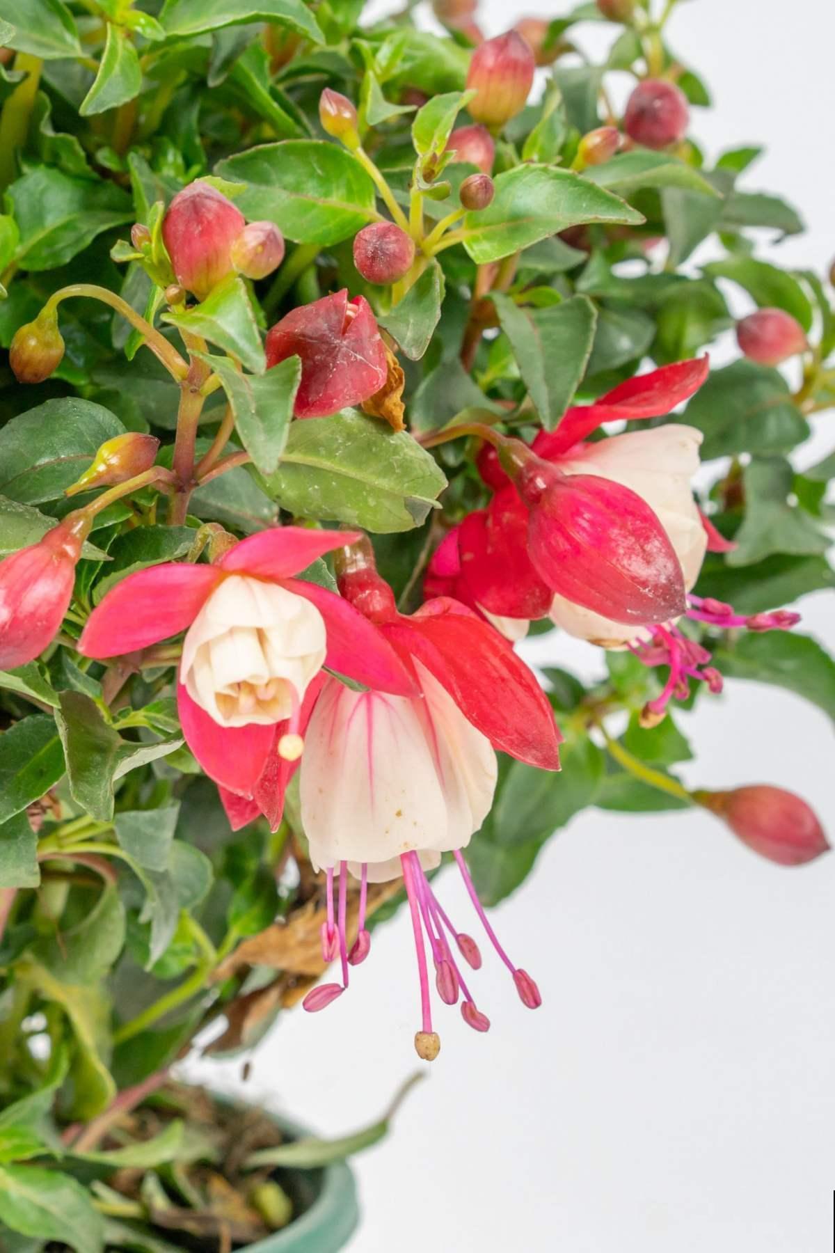 吊钟海棠夏天就是渡劫?注意温度,度夏并不难 吊钟海棠夏天就是渡劫?注意温度,度夏并不难