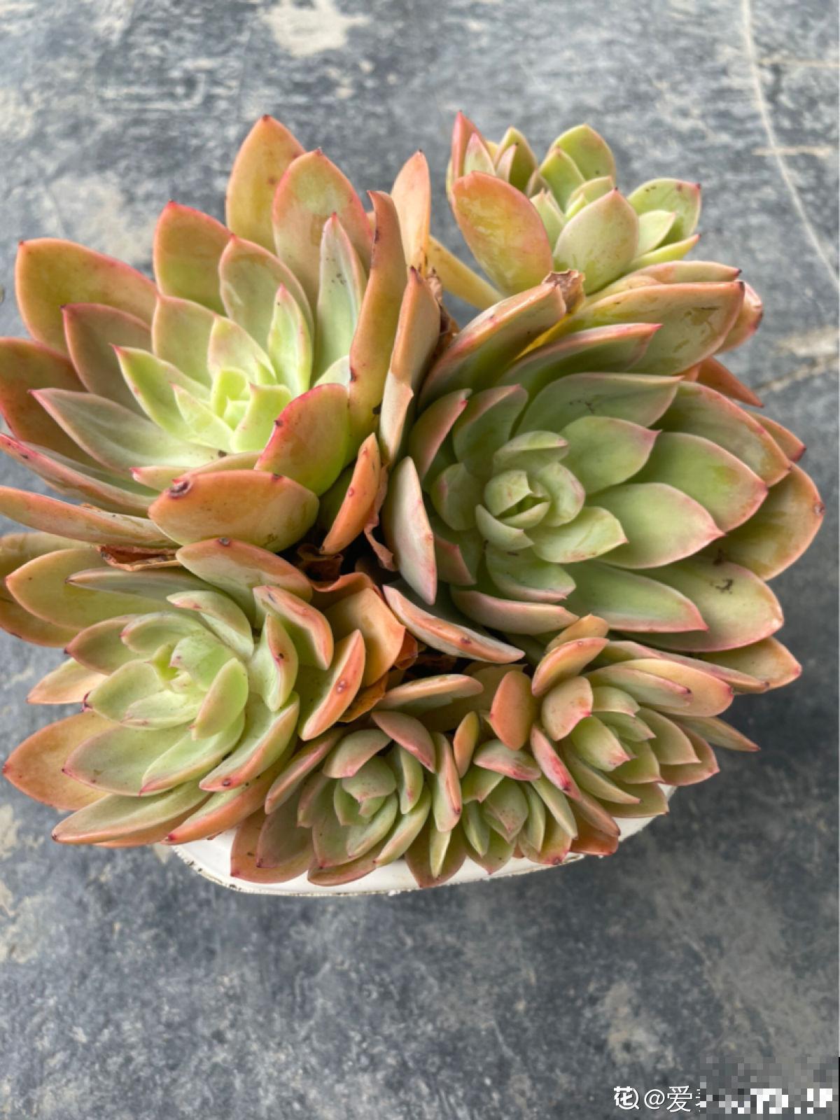 多肉长坏了别扔!剪一剪砍一砍,原地就能“满血复活” 多肉长坏了别扔!剪一剪砍一砍,原地就能“满血复活”