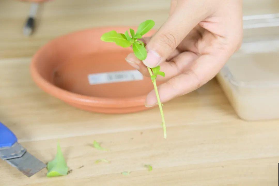 8种花，越热越扦插，大白根呼呼冒