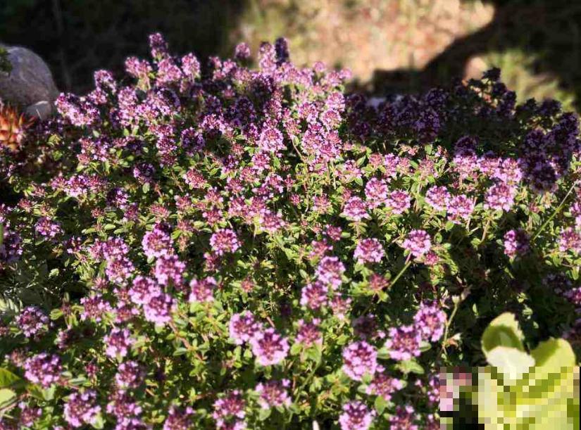 蚊虫绕道走，4种盆栽阳台放，比蚊香还有用