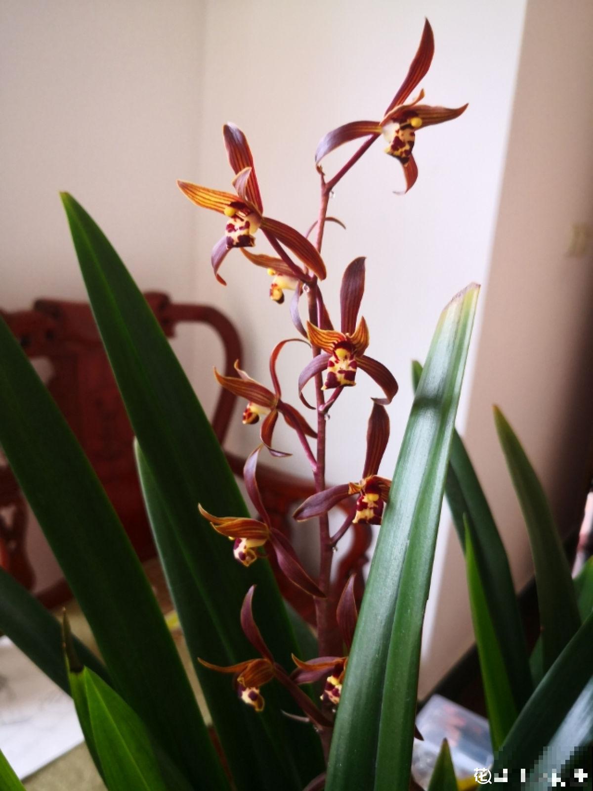 你养的未必是兰花，种类多差别细，国兰种类大科普