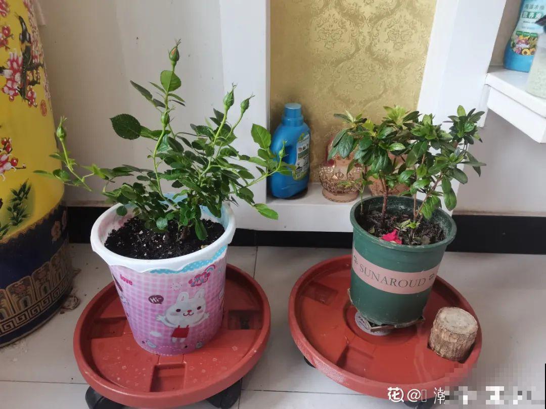 养花换个方法，长得更旺，养花杀手必看