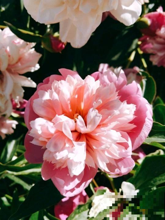 5月在家养株“花神”，开花比牡丹还美，插水里就能活