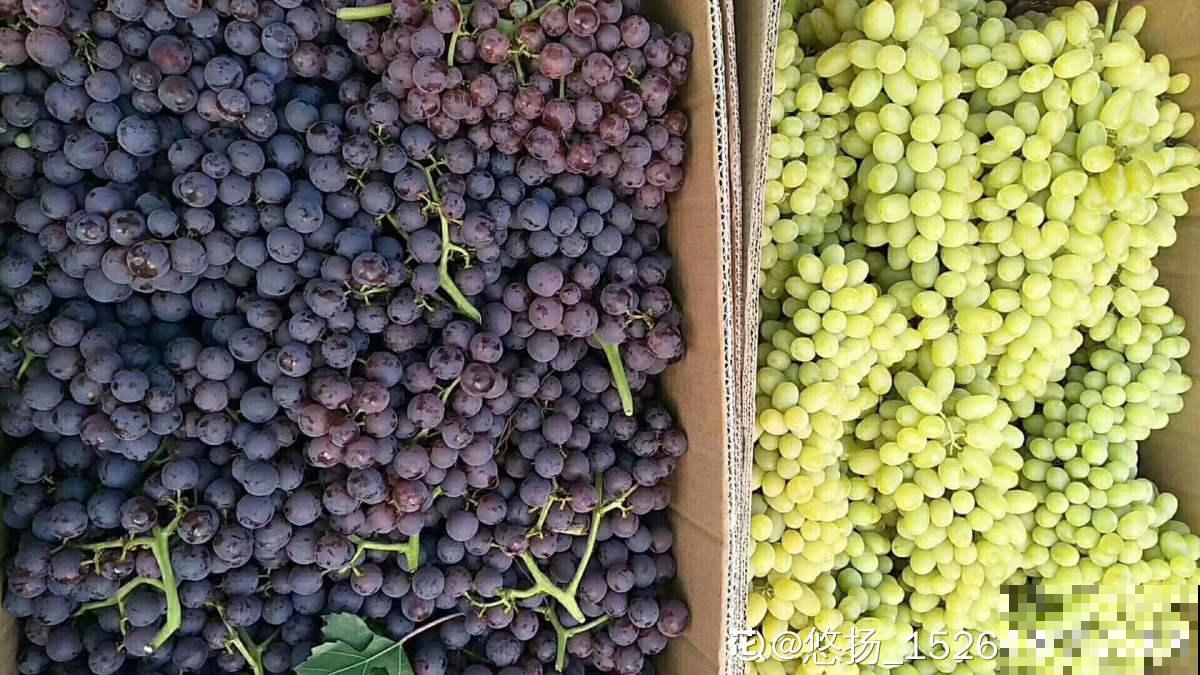 2种方法自制葡萄干，吃起来放心，成就感满满