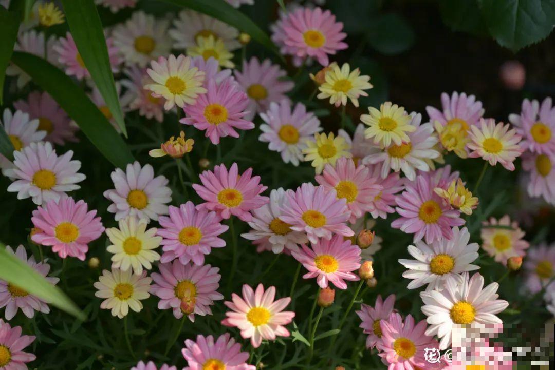 有个小院种种菜,养点花草,忘记半生喧嚣 有个小院种种菜,养点花草,忘记半生喧嚣