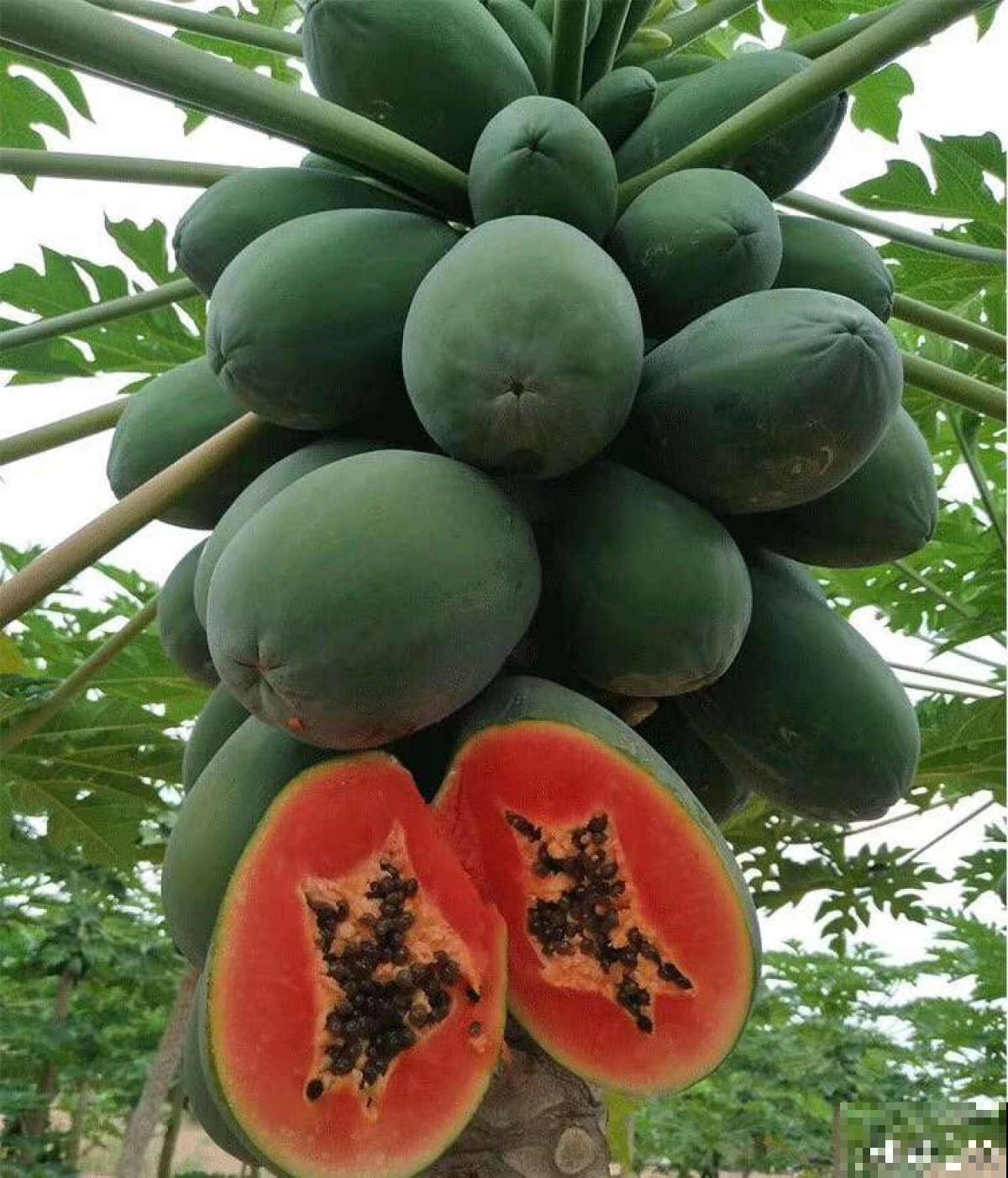 争议大的10种水果，有人说好吃，有人说难吃，你吃过几种