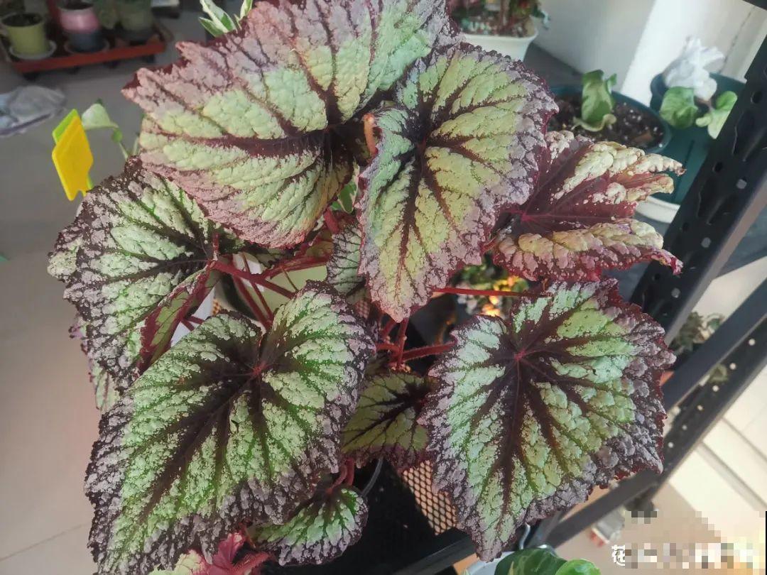 15种花,养在家里有气质,好养又健康 15种花,养在家里有气质,好养又健康