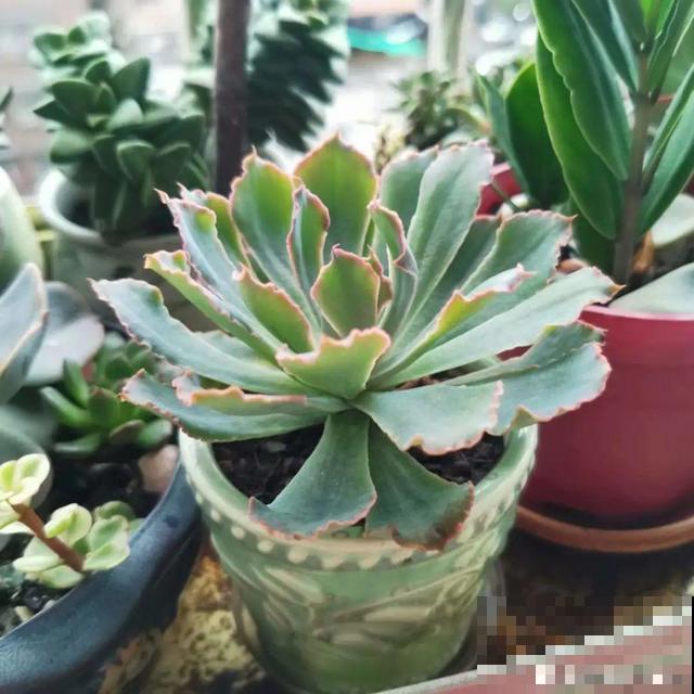 三伏天,8种花进入“鬼门关”,切莫大意 三伏天,8种花进入“鬼门关”,切莫大意