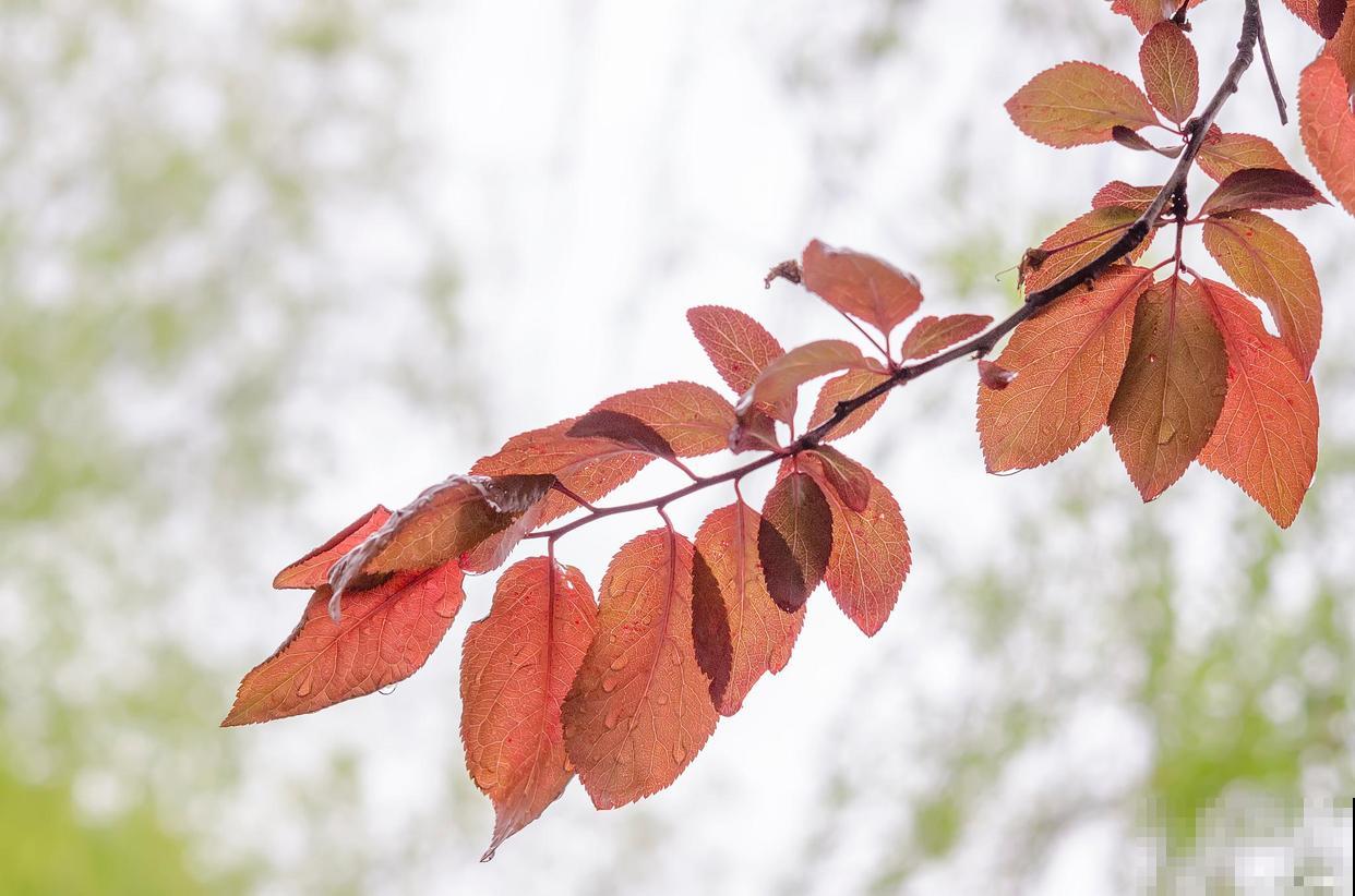 紫叶李果子能吃吗？几月份成熟？
