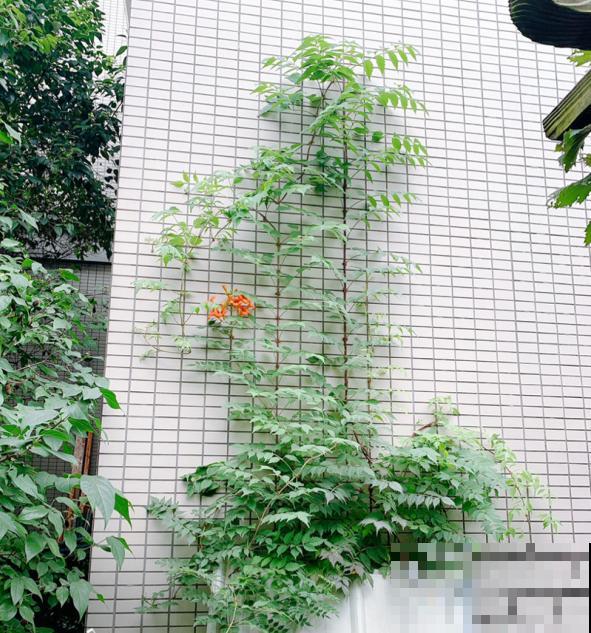 墙面大改造！种上4种爬墙花，我家的院墙成了拍照景点……