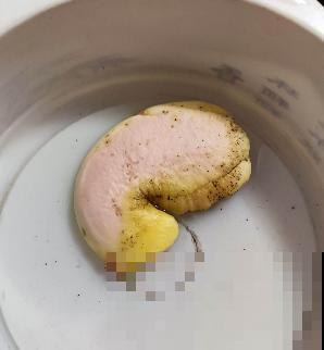 不用买种子，吃完就能种，还你一棵芒果树