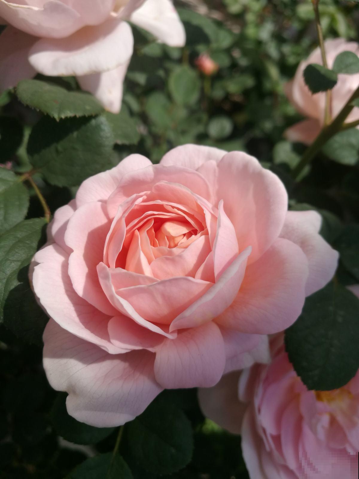 又是一年七夕,买玫瑰不如亲手养玫瑰,送给心爱的TA更有心意 又是一年七夕,买玫瑰不如亲手养玫瑰,送给心爱的TA更有心意